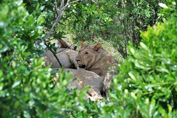 Stado lwów podczas sjesty. Ramy z roślinności. Rezerwat Masai Mara (Kenia)