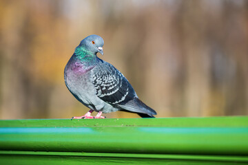 Gray dove on a green fence in the park. Bird close up.