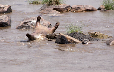 A Dead Hippopotamus (Hippopotamus amphibius) in the Mara River with Crocodiles. Masai Mara - Tanzania	