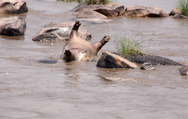A Dead Hippopotamus (Hippopotamus amphibius) in the Mara River with Crocodiles. Masai Mara - Tanzania	