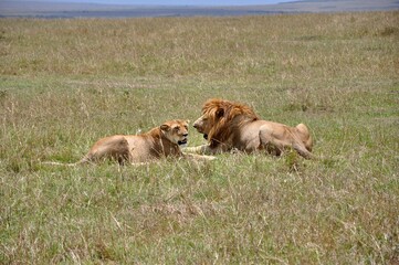 Para lwów odpoczywa na sawannie. Rezerwat Masai Mara (kenia)