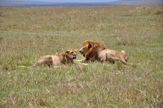 Fototapeta Para lwów odpoczywa na sawannie. Rezerwat Masai Mara (kenia)