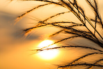 kush grass or kash ful close up macro image with golden sun light in the background with selective focus