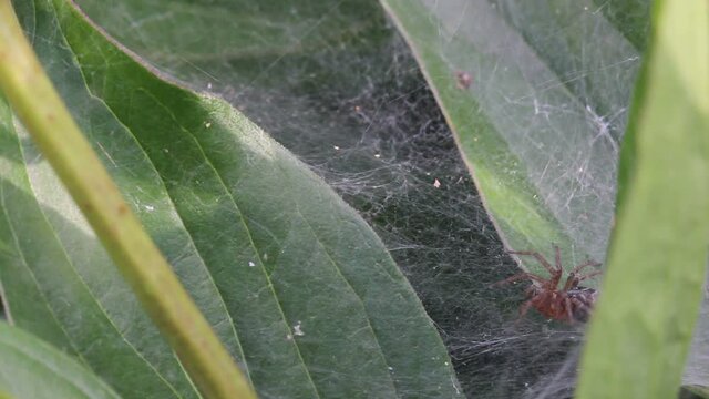 funnel spider sits in its web.