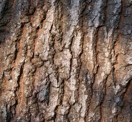 Textured bark of oak tree in evening sun for use as background