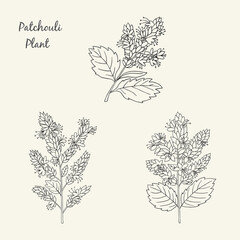 Herbs, spices and seasonings collection. Vector hand drawn illustration of a medicinal plant patchouli on a light background