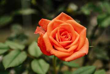 single orange rose