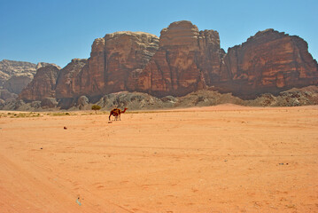 Sand, rocks and camel in Wadi Rum desert