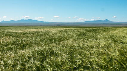 field of wheat © Hayden