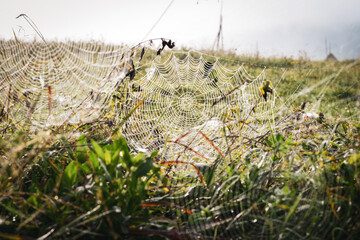 Spiderweb at sunset with dew drops at Indian summer. Selective focus.