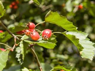 wild apples