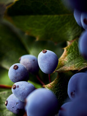 blueberries on a bush
