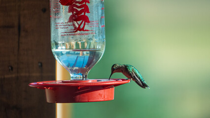 Hummingbird at feeder © Hayden