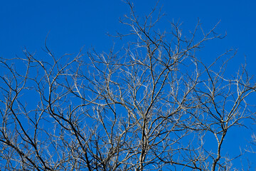 Dead tree and blue sky, Rio, Brazil