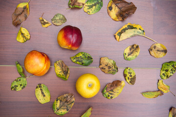 Dos melocotones y una manzana de color amarillo rodeados de hojas de colores del otoño sobre mesa de madera