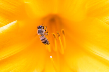 A macro photograph of a honey bee pollenating a yellow flower.