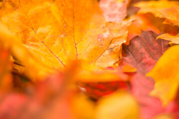 Bright maple foliage, leaves season autumn style flat lay top view on white background. Autumn background of yellow and red leaves
