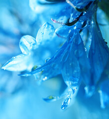 drop on flower petals, macro