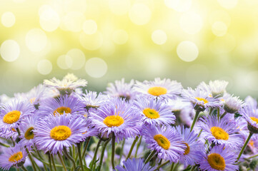 blue daisies outdoors close-up, summer sunny background