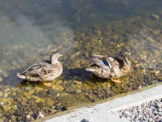 ducks on the lake
