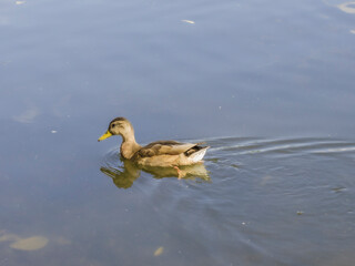 ducks on the lake