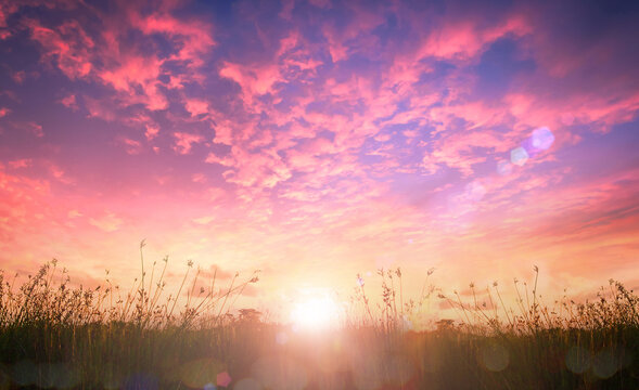 World environment day concept: Beautiful meadow and pink sky autumn sunrise background
