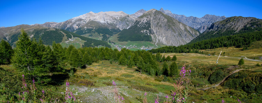 alte cime 03 - panorama alpino con fiori fuxia in primo piano, pinete e monti sullo sfondo. © Daniele