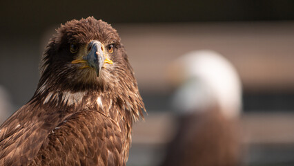 juvenile bald eagle