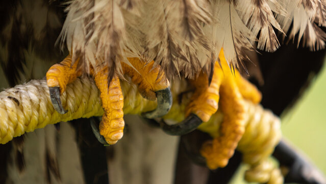 Eagle Feet