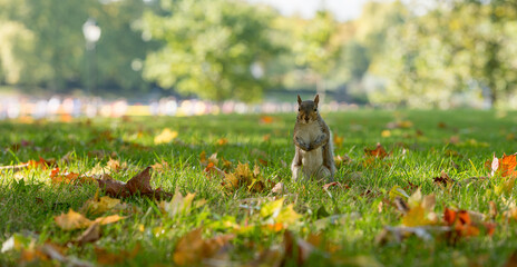 Close Up Of A Squirrel In A Park