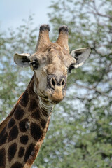 A wild giraffe curiously looks towards the camera.