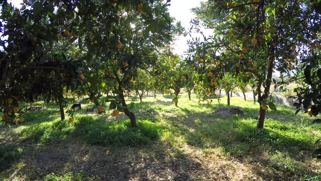 Orange trees in the orchard