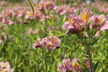 アルストロメリアの花畑