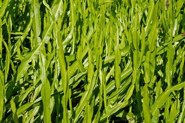 Medicinal plant (Baccharis crispa)