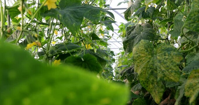cucumber greenhouses