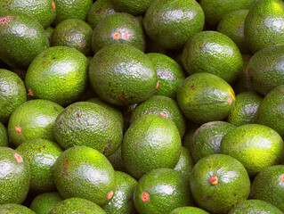 avocado close up
