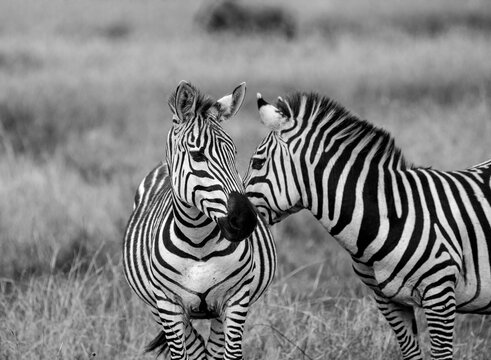 Black and white image of two zebras in the Serengeti National Park.
