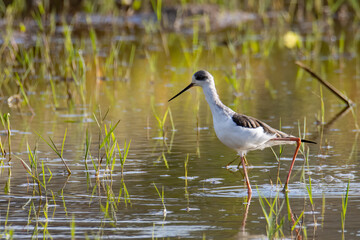 Nature wildlife image of cute Black-winged stilt bird walk on paddy filed.