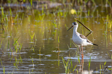 Nature wildlife image of cute Black-winged stilt bird walk on paddy filed.