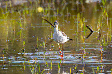 Nature wildlife image of cute Black-winged stilt bird walk on paddy filed.