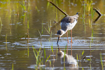 Nature wildlife image of cute Black-winged stilt bird walk on paddy filed.