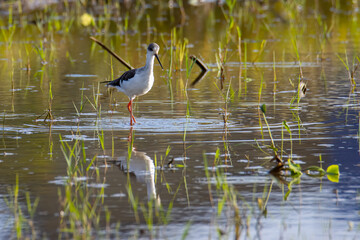 Nature wildlife image of cute Black-winged stilt bird walk on paddy filed.