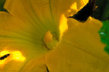 Close-up of a zucchini Flower under the sunlight
