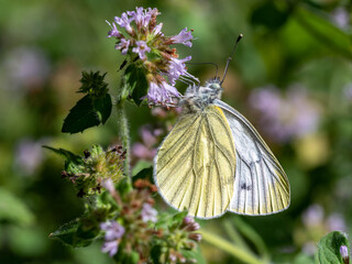 Papillon sur fleur.