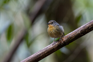 Nature wildlife bird species of Snowy browed flycatcher perch on branch which is found in Borneo
