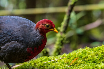Nature wildlife image bird of crimson-headed partridge It is endemic to the island of Borneo