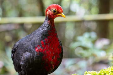Nature wildlife image bird of crimson-headed partridge It is endemic to the island of Borneo