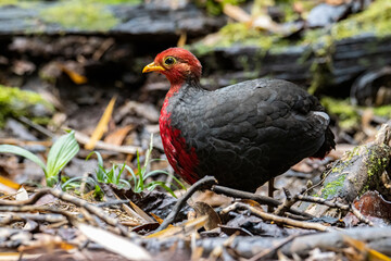 Nature wildlife image bird of crimson-headed partridge It is endemic to the island of Borneo