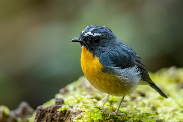 Nature wildlife bird species of Snowy browed flycatcher perch on branch which is found in Borneo