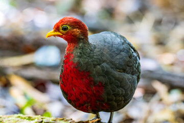 Nature wildlife image bird of crimson-headed partridge It is endemic to the island of Borneo